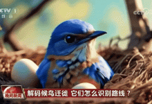 【stable diffusion安装包】Stable Diffusion汉化版安装教程（附最新SD安装包+教程），一键激活，永久免费！-5bei.cn大模型教程网
